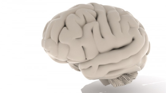 Cerebro
